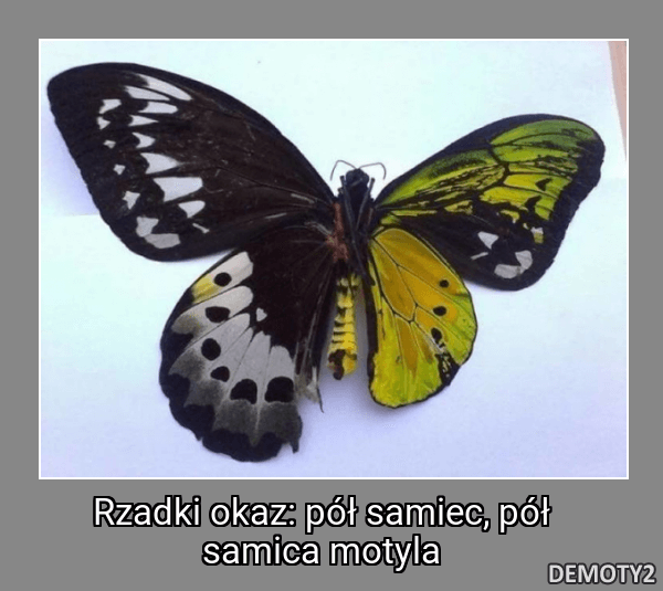 Rzadki okaz: pół samiec, pół samica motyla
