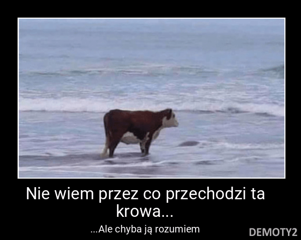 Nie wiem przez co przechodzi ta krowa...